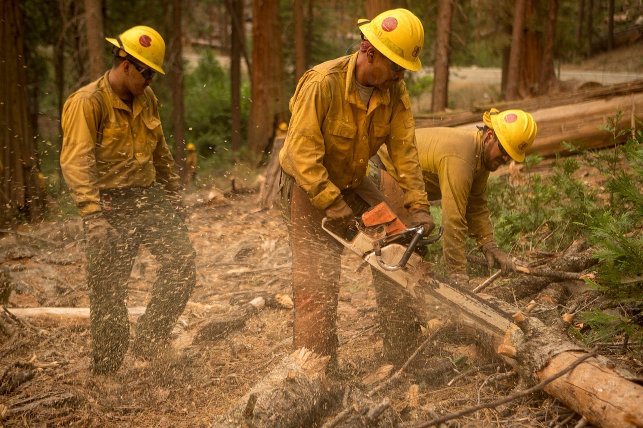 Tree service crew in hard hats cutting a fallen log with a chainsaw, sawdust flying, on a wooded job site