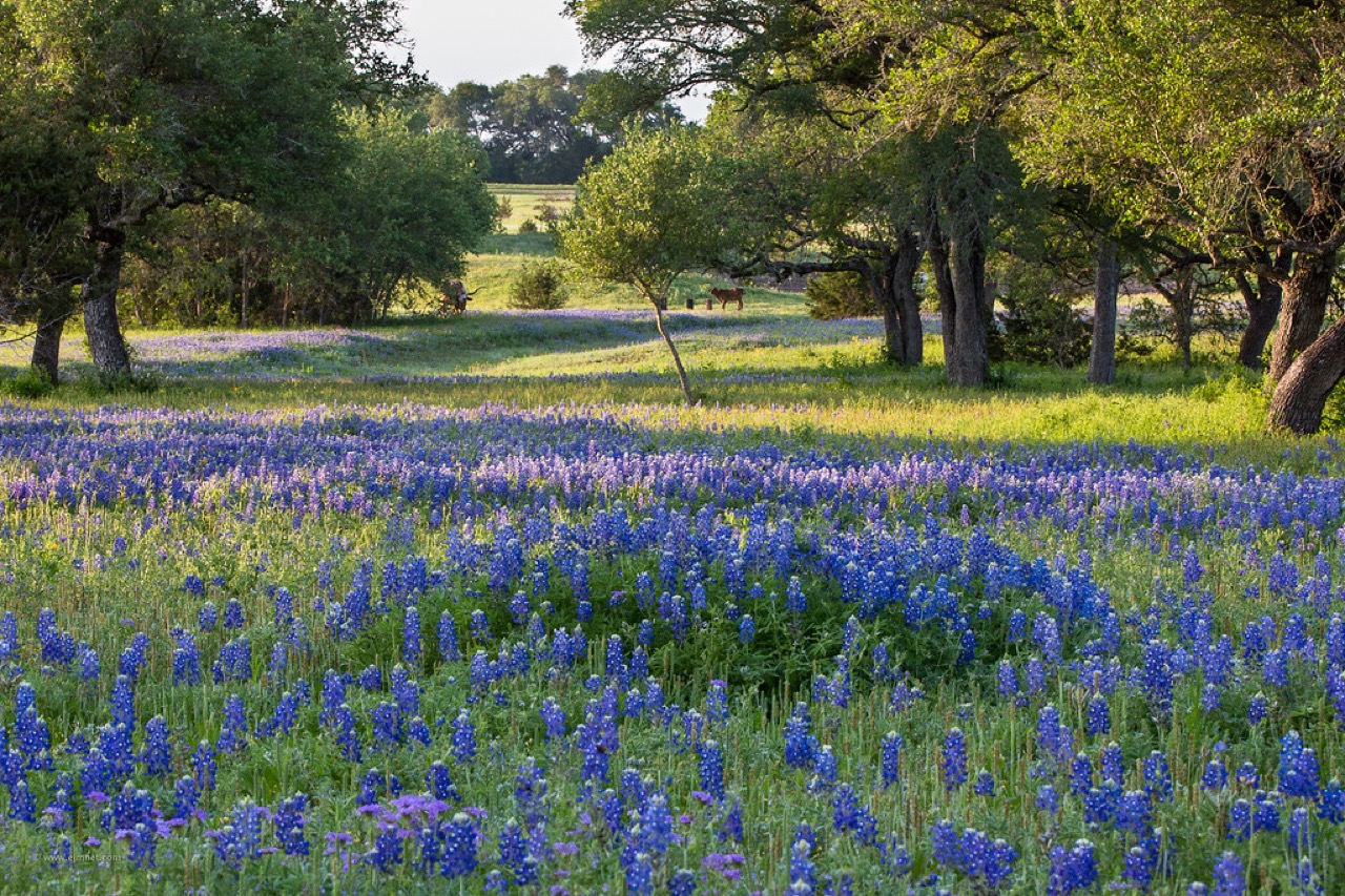 Central Texas Hill Country live oaks scattered across a bluebonnet field at sunrise near Belton, TX