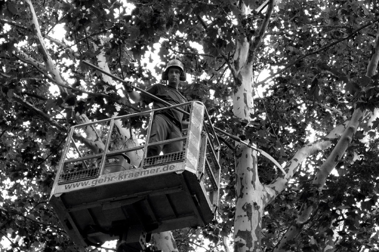 Certified arborist working from an aerial lift bucket high in a large tree canopy, ready for a free Belton tree service consultation