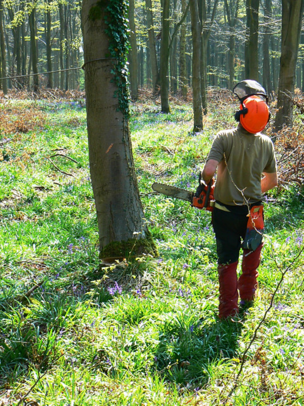 A tree-service pro in a safety helmet felling a tree with a chainsaw near Belton, TX