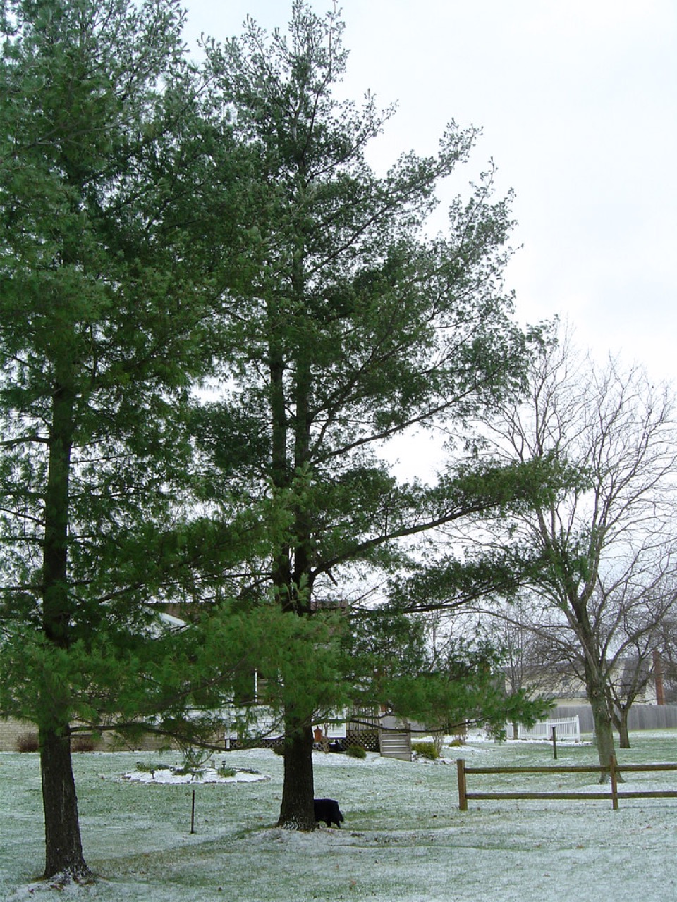 Large mature pine trees in a residential backyard with a split-rail fence and house, the kind of established yard tree a Belton tree service maintains