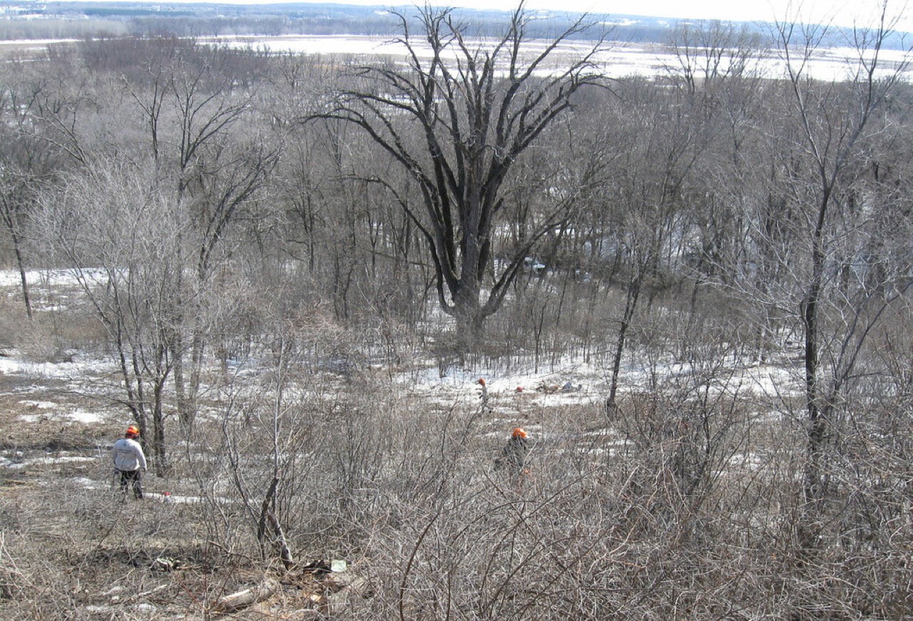 Crew in hard hats clearing brush and undergrowth from a wooded lot, the kind of land and brush clearing work our Belton, TX tree service provides