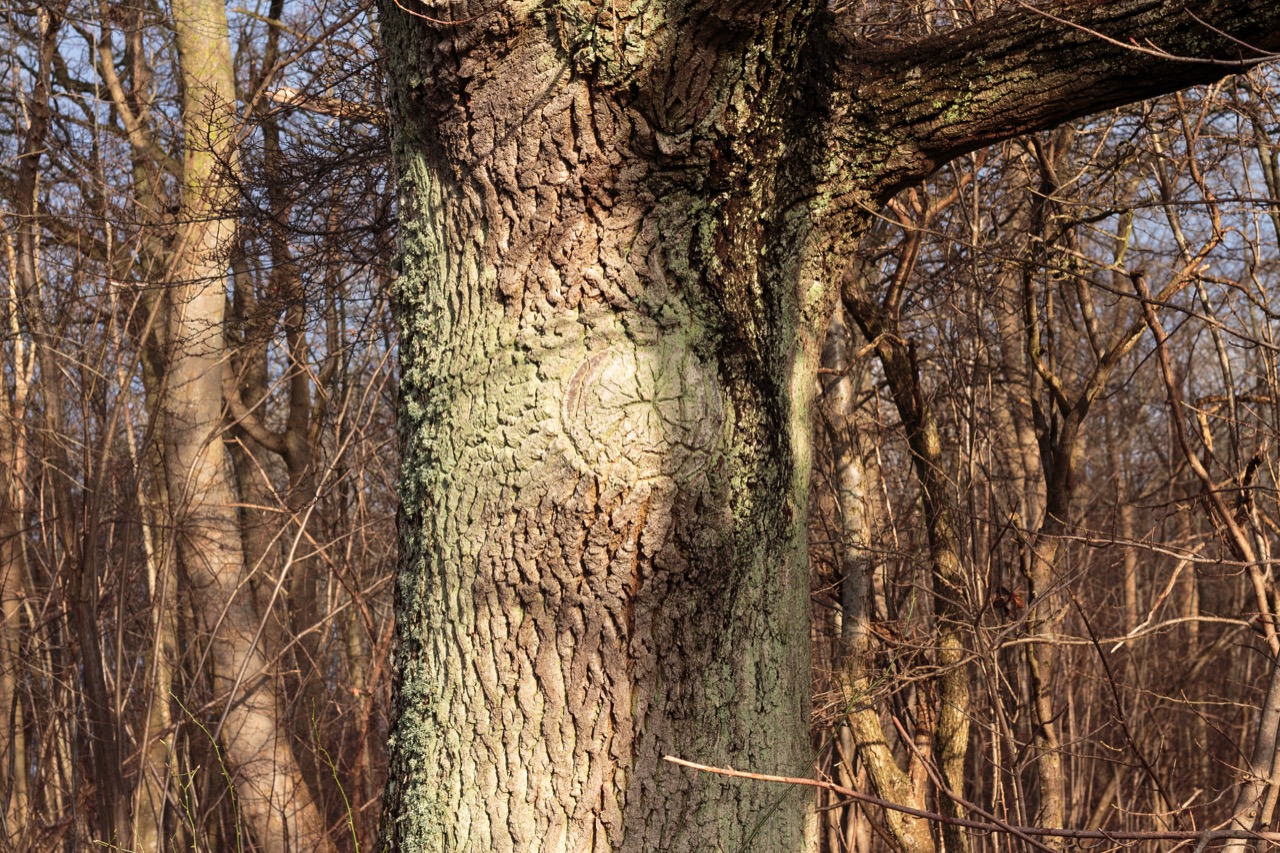 Close-up of a mature tree trunk showing bark condition and a healed pruning wound, the kind of tree health assessment a Belton, TX arborist performs