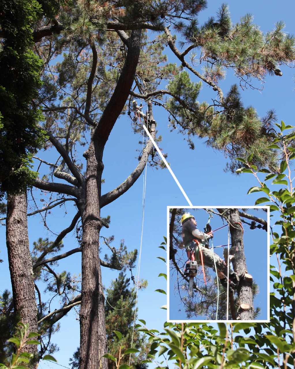 A professional arborist roped high in a tall pine tree using a chainsaw to safely take the tree down section by section, the kind of large tree removal handled by our Belton, TX tree service crew.