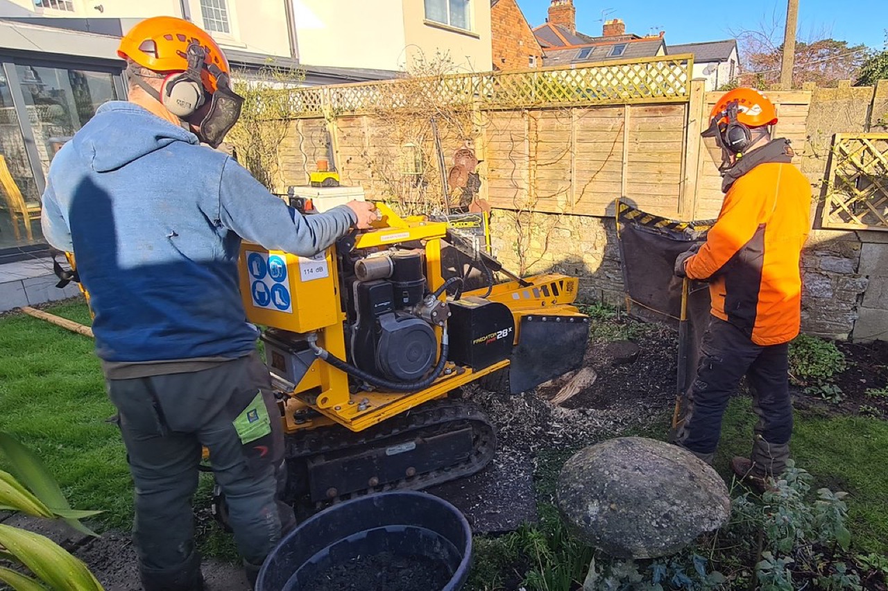Tree service crew in hard hats and hi-vis gear operating a tracked stump grinder to grind down a tree stump in a Belton, Texas backyard