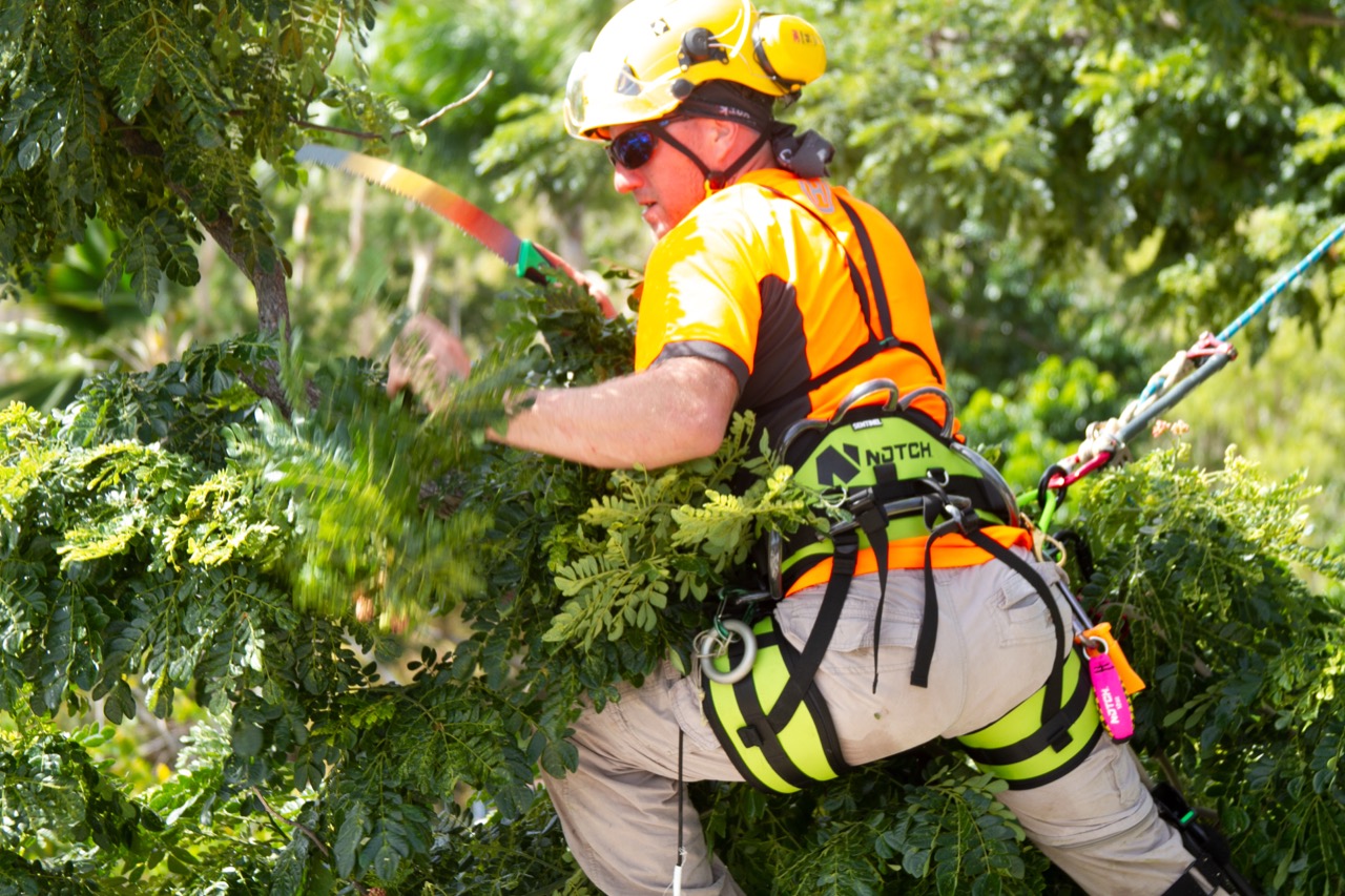 Professional arborist in safety helmet and climbing harness pruning tree branches with a hand saw, providing expert tree trimming service in Belton, TX